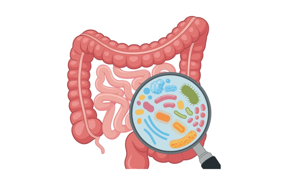 Gut Health & Digestive Support